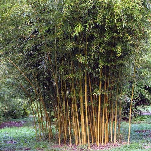 Phyllostachys bissetii Future Forests