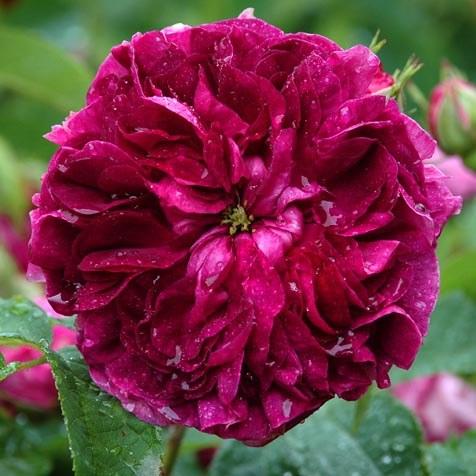 Rosa Charles de Mills - Old Gallica Shrub Rose – Future Forests