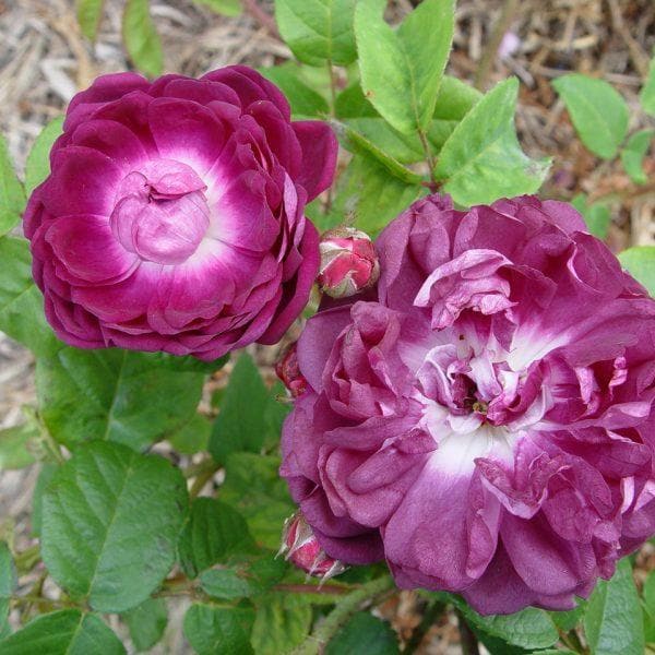 Rosa Charles de Mills - Old Gallica Shrub Rose – Future Forests