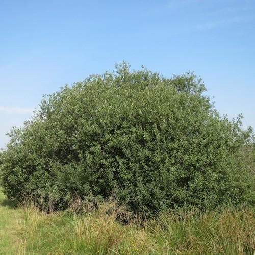 grey willow tree