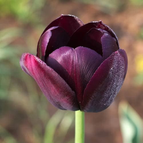 Tulip Queen of Night – Future Forests