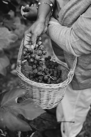 Harvesting wine grapes in to a basket