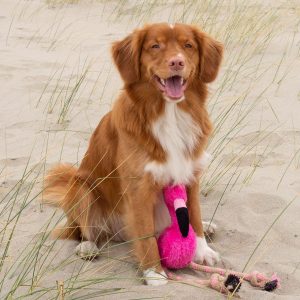 10 Eco-Friendly Pet Treats and Toys | EarthHero Blog | Sustainable Living