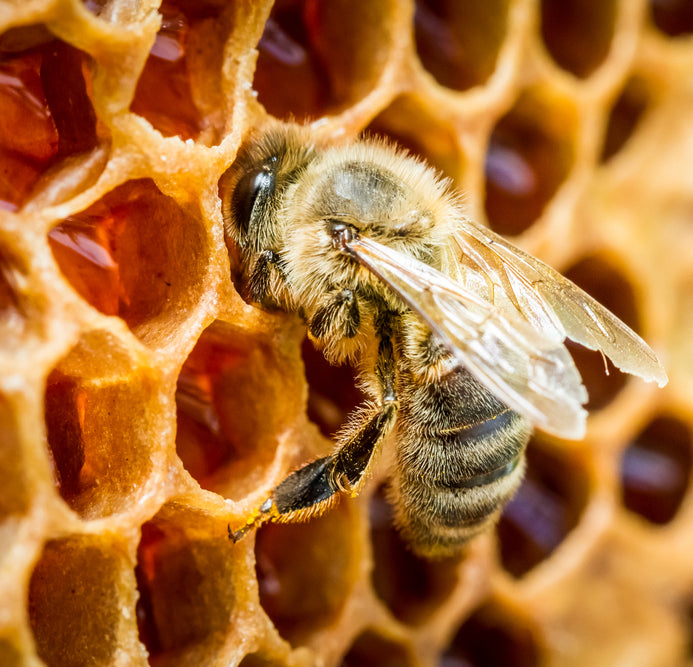 The Origin of the Phrase "Mind Your Own Beeswax"