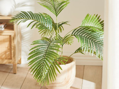 Areca Palm