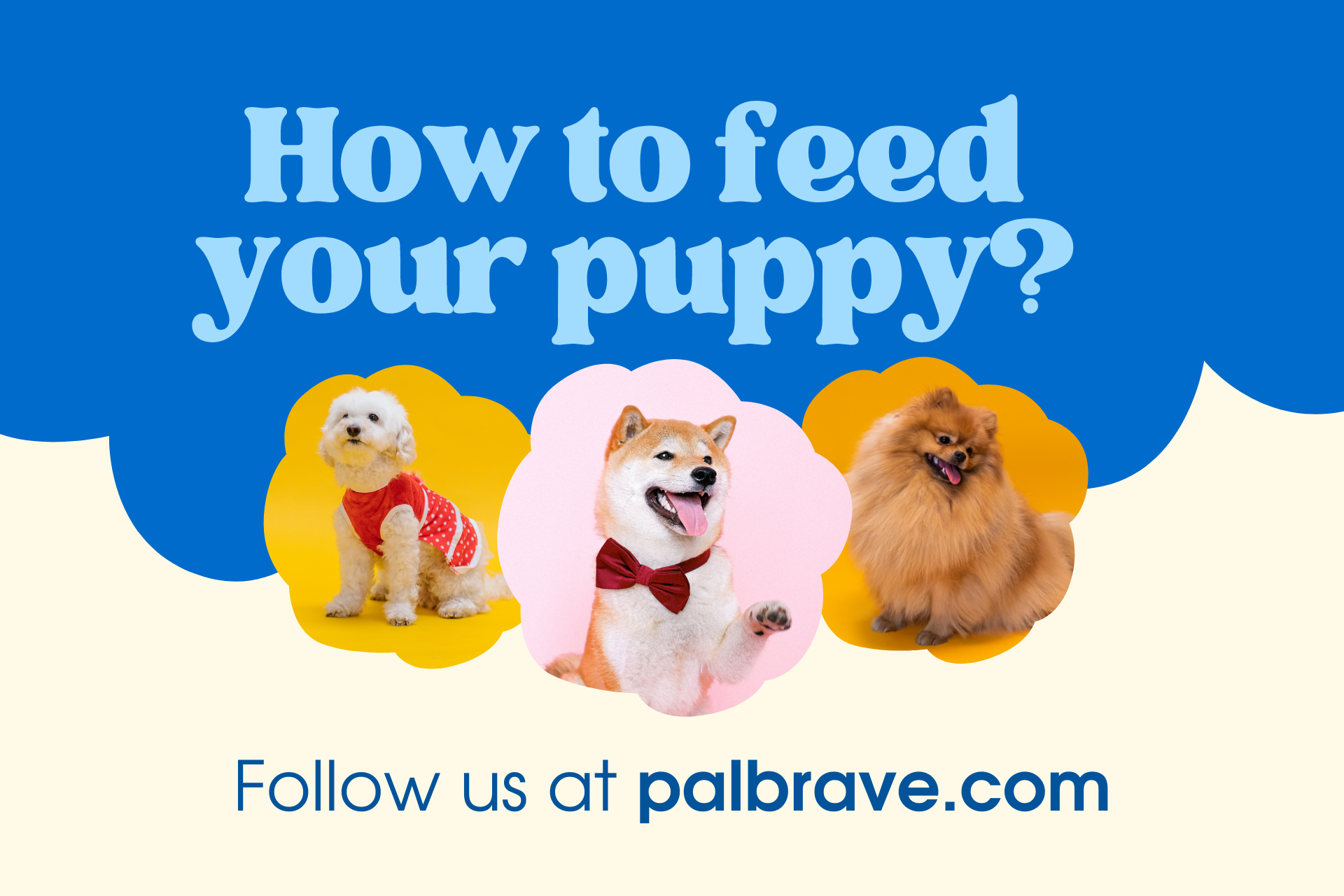 how-to-feed-your-puppy-palbrave