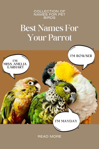 Collection of names for pet birds