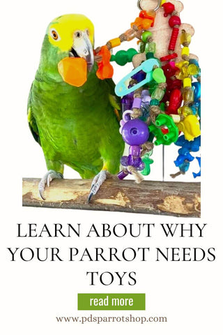 Why parrots need toys