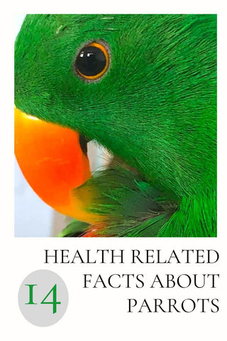 14 Health Related Facts About Parrots