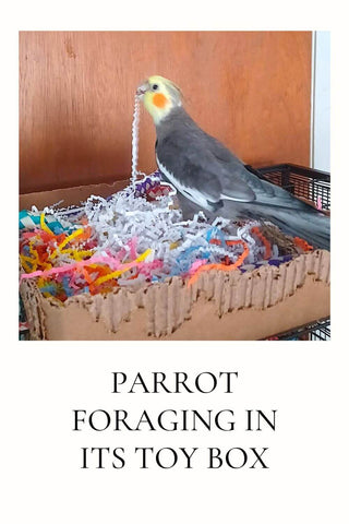bird foraging with toy box
