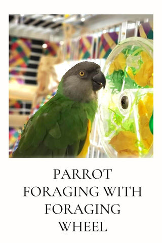 Parrot foraging