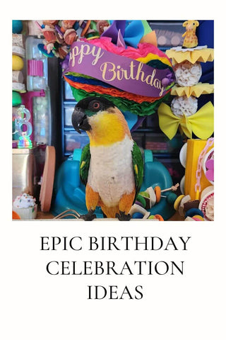 Epic Birthday Celebration ideas for birds