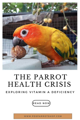 Vitamin A deficiency in parrots