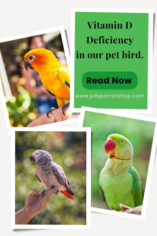 Vitamin D deficiency in pet birds