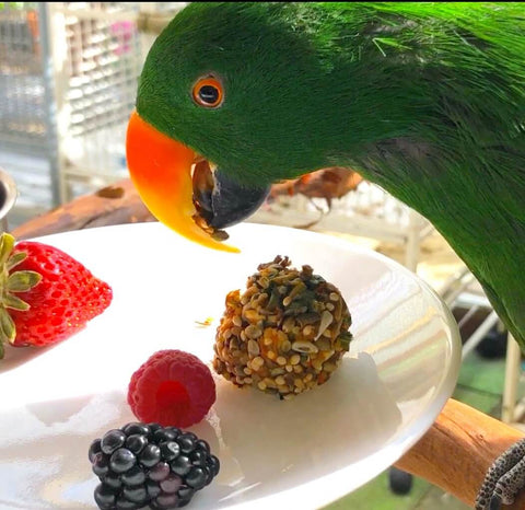 eclectus eating berries