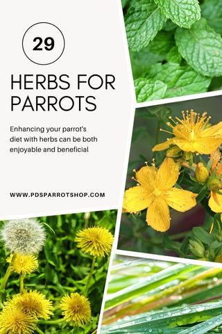 Herbs for parrots