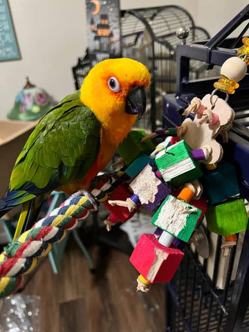 parrot destroying her toy