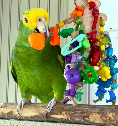 amazon playing with parrot toy