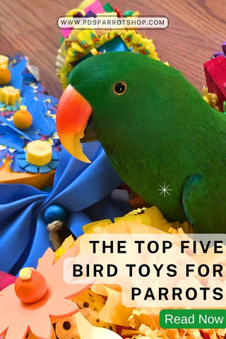 Top Five Bird Toys for Parrots