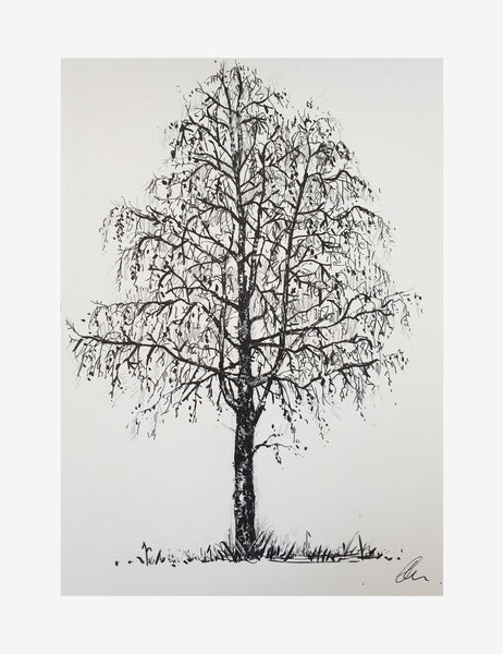 Birch tree illustration