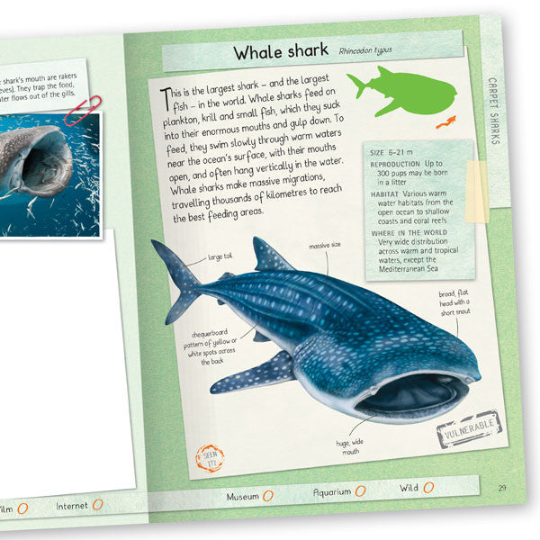 Sharks Handbook Top Shark Books For Kids Miles Kelly