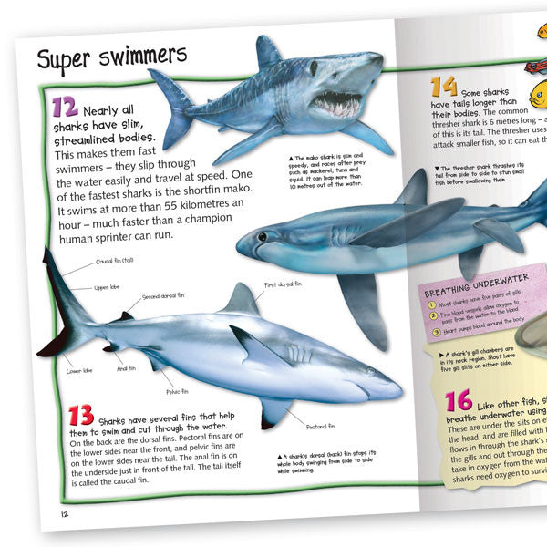 100 Facts Sharks Exciting Shark Book For Kids Aged 7 Miles Kelly