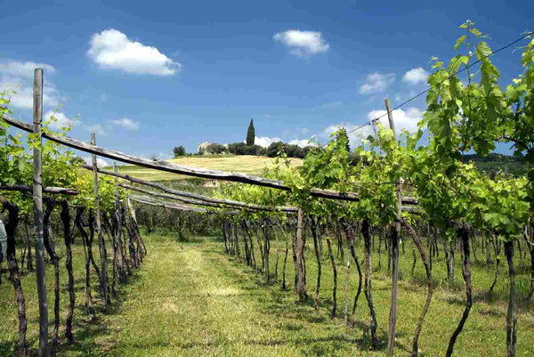 Valpolicella Valpantena Vigneti