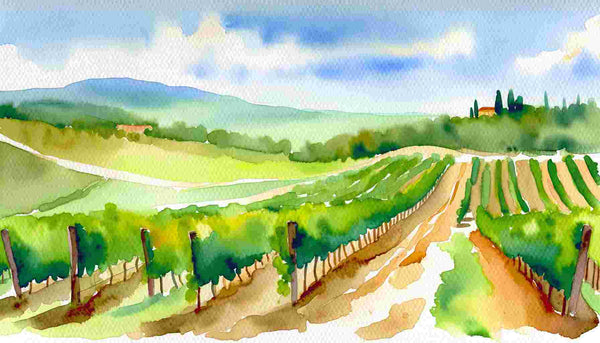 Terroir Montalcino