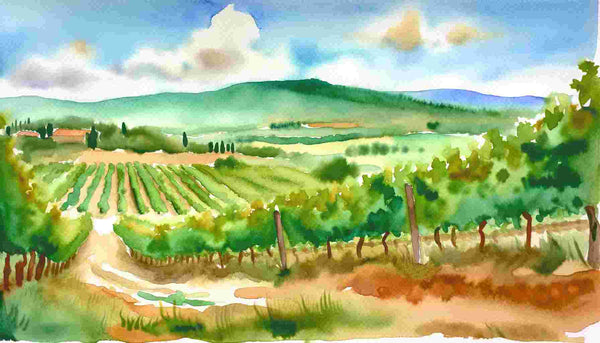 Rosso di Montalcino Vineyards