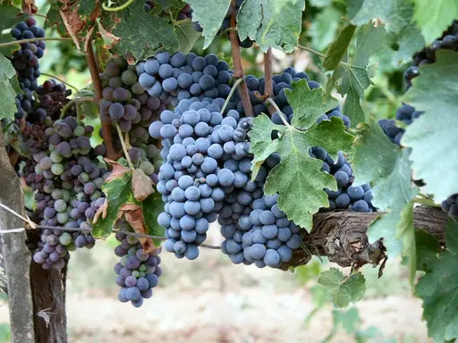 Sangiovese di Montalcino