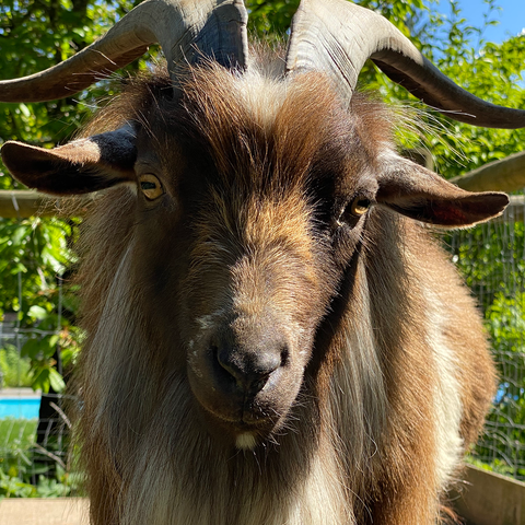 Charlie goat at the Pacific Composting farm!