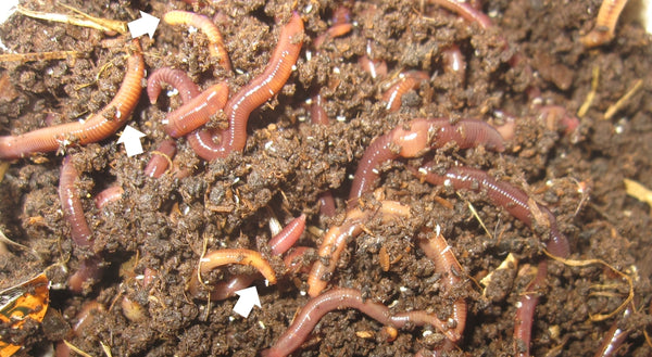 Lumbricus worms