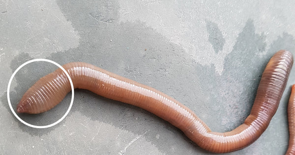 Lumbricus worms tail detail