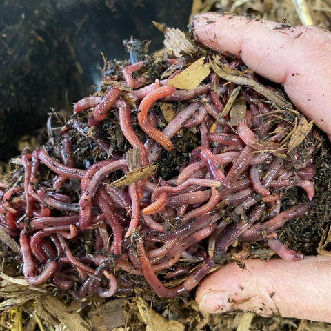 Red wiggler worms for composting
