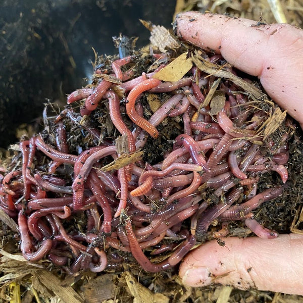 Setting up and Managing Your Urbalive for Worm Composting Success - Add worms to your bin