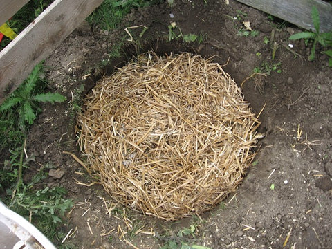Worm Composting in a Trench or a Pit