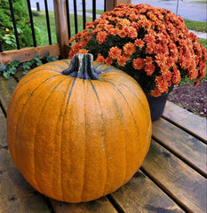 Pumpkin on the front step