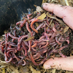 Red Wiggler composting worms