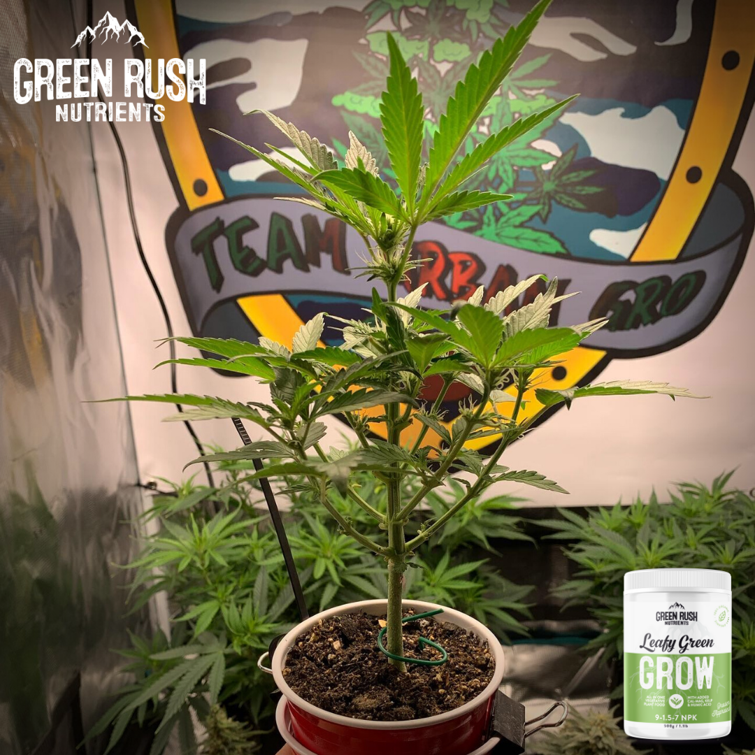 Getting Ready to Flip - Green Rush Nutrients