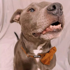 Pit Bull Wearing Corduroy Dog Collar and Sailor Bow Tie - Rust Orange.