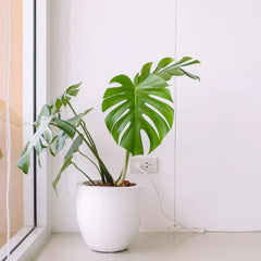 Monstera Plant Toxic to Dogs