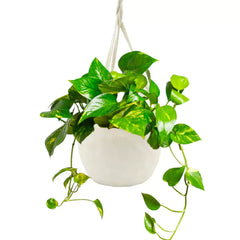 Pothos Vine Plant Toxic to Dogs