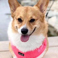 Scarlett Wearing Adjustable Teddy Dog Harness - Fluorescent Pink.