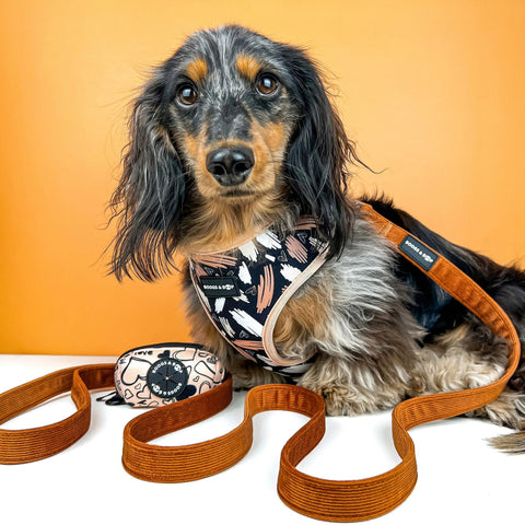Dachshund Wearing Boogs & Boop Reversible Signature Collection