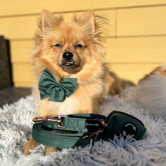 Pomeranian Wearing Corduroy Collection - Moss Sailor Bow Tie