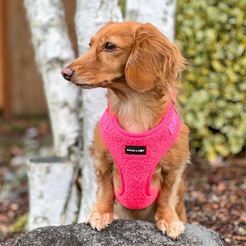 @milladivadoxie wearing Adjustable Teddy Harness - Fluorescent Pink by Boogs & Boop