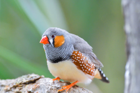 Male Zebra finch stands on rock