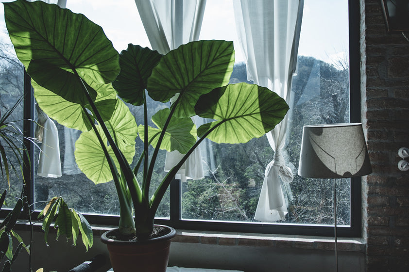 Elephant Ear Growing indoors