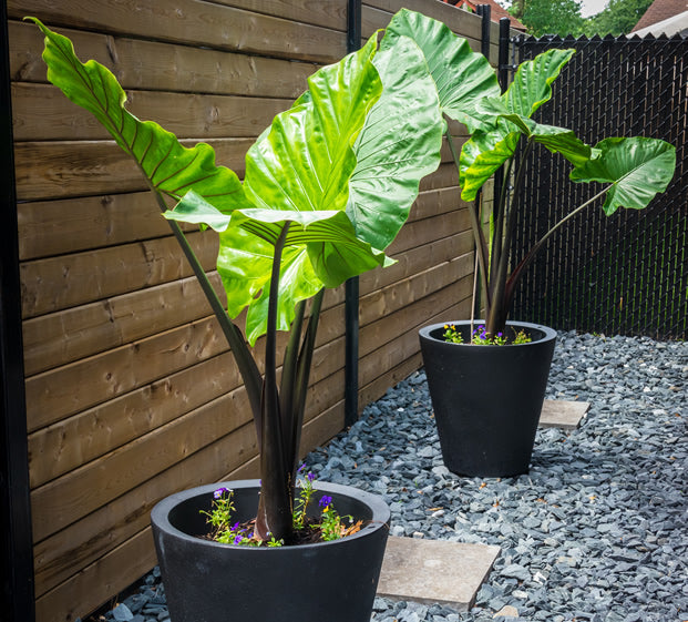 Elephant Ears in pots