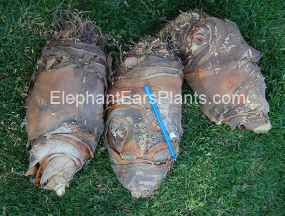 Elephant Ear Flower Bulbs